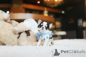 Фото №2 к объявлению №155039 о продаже чихуахуа - купить в США заводчик