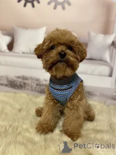 Фото №2 к объявлению №158841 о продаже беспородную - купить в Германии частное объявление, заводчик