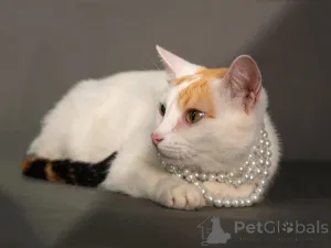 Фото №2 к объявлению №155866 о продаже  - купить в России частное объявление