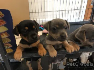 Фото №3. Щенки Джека Рассела.  Дания