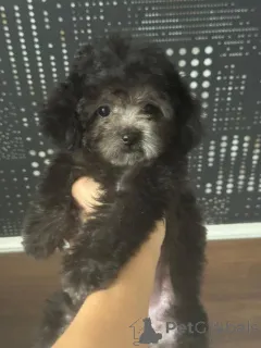 Фото №1. пудель (карликовый) - купить в Краснодаре за 230000₽. Объявление №155131