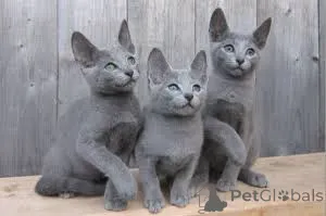 Фото №3. TICA Reg Russian Blue Kittens Ready(Помет F2). Финляндия