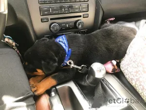 Дополнительные фото: Сладкие щенки ротвейлера