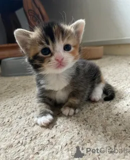 Фото №1. манчкин - купить в Dormagen за 32468₽. Объявление №149730