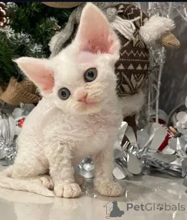 Дополнительные фото: Devon Rex Kittens для продажи по всему миру доставки