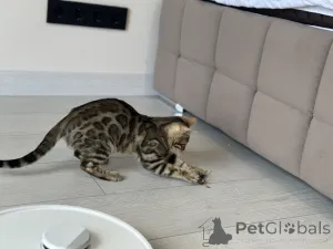 Дополнительные фото: Бенгальская кошка