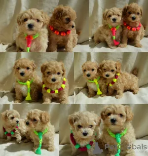 Дополнительные фото: МальтіпуF1MaltipooF1цуценята1,5місpuppies 1.5 months  Ukraine, Kyiv.  Worldwide