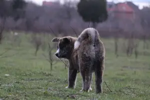 Дополнительные фото: Акита ину тигрового окраса