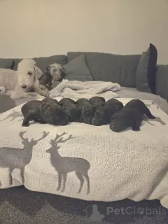 Фото №1. бедлингтон-терьер - купить в Bad Soden-Salmünster за договорная. Объявление №166362