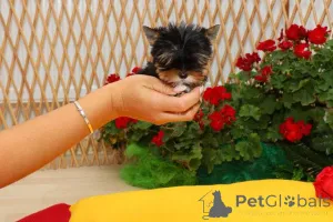 Дополнительные фото: Йоркширский терьера (йорки) щенки