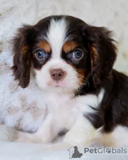 Фото №3. Поздоровайтесь с Чарли, веселым мальчиком, у которого никогда не заканчивается.  Финляндия