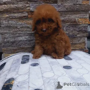 Дополнительные фото: Предлагаем игрушечных щенков.