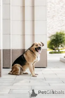 Дополнительные фото: Дынька ждёт своего человека.