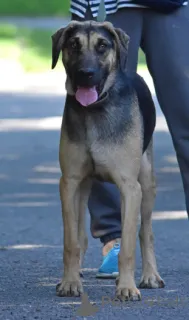 Фото №1. беспородная - купить в Минске за Бесплатно. Объявление №166920