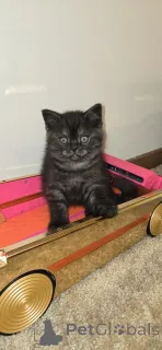 Дополнительные фото: Beautiful and well-groomed, playful and incredible friends