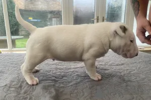 Фото №1. бультерьер - купить в Познани за 111320₽. Объявление №50291