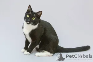 Дополнительные фото: Кот Антошка ищет свою семью.