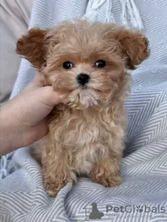 Фото №3. Cuccioli di Barboncino игрушка.  Италия