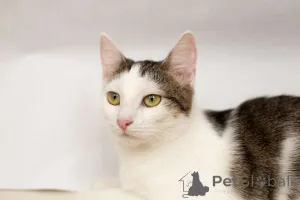 Фото №1.  - купить в Минске за Бесплатно. Объявление №149226