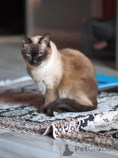 Фото №2 к объявлению №158843 о продаже тайская - купить в России частное объявление