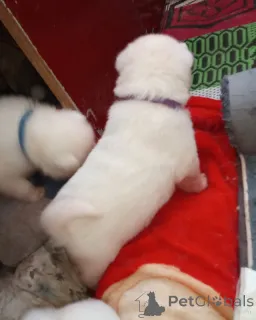 Дополнительные фото: Зарегистрированные KC щенки японской акиты