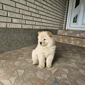 Дополнительные фото: Мужской чау-чау