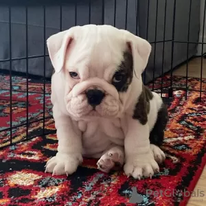 Фото №3. Chiot bouledogue anglais à vendre.  Франция