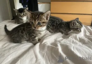 Фото №2 к объявлению №161183 о продаже манчкин - купить в Германии заводчик