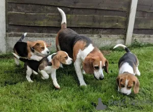 Фото №3. Bezaubernde Beagle-Welpen suchen ein Zuhause... WhatsApp 44 7453 907158.  Германия