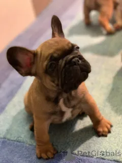 Дополнительные фото: Французский бульдог Од Куче Дон