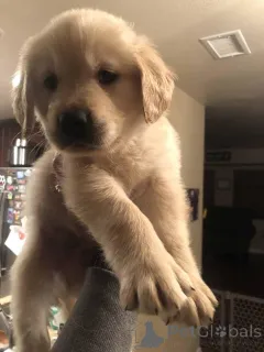 Фото №4. Продажа золотистого ретривера в Варшаве заводчик - цена договорная