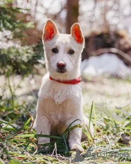 Дополнительные фото: Бесподобный домашний щенок Пилот ищет дом