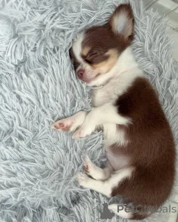 Фото №2 к объявлению №152582 о продаже чихуахуа - купить в Швейцарии частное объявление