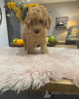 Фото №1. пудель (карликовый) - купить в Гёппинг за 32468₽. Объявление №154438