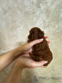 Фото №3. Тикап тедди пудель Китай.  Россия