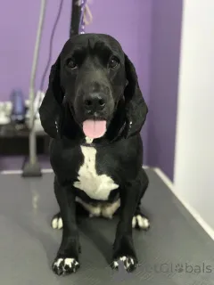 Фото №3. Хорошему ответственному хозяину.  Германия