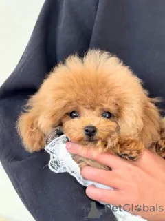 Фото №3. Женский пудель.  Германия