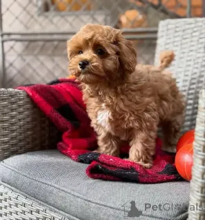 Фото №2 к объявлению №163592 о продаже мальтипу - купить в Германии заводчик