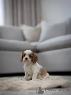 Фото №3. Кавалер Готов как к самовывозу, так и к доставке..  Швейцария