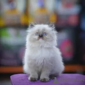 Фото №1. персидская - купить в Большой Бенд за договорная. Объявление №165626