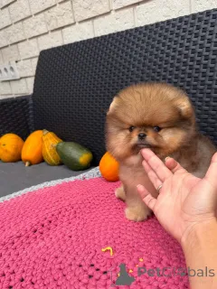 Фото №3. Здоровые и счастливые померанские шпицы, воспитанные с любовью!.  Германия
