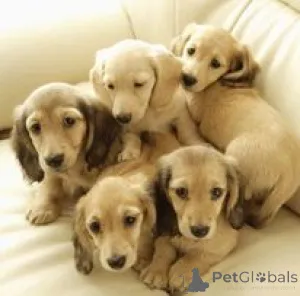 Дополнительные фото: Dachshund Puppy