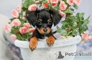 Дополнительные фото: Красивый нежный маленький мальчик маленького размера без брака с родословной