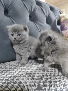 Дополнительные фото: Британская шортар кот