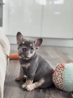 Фото №1. французский бульдог - купить в Мюнхене за договорная. Объявление №165634