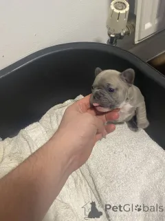 Фото №4. Продажа французского бульдога в Город Теннесси частное объявление - цена 44934₽