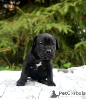 Фото №2 к объявлению №152622 о продаже беспородную - купить в России заводчик