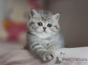 Дополнительные фото: Blue Golden Tabby