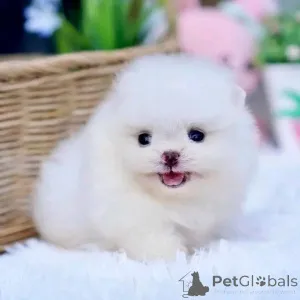 Фото №2 к объявлению №161936 о продаже  - купить в Испании 