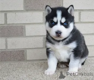 Фото №1. сибирский хаски - купить в Праге за договорная. Объявление №178121